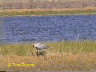 Grue brolga - ML201288871