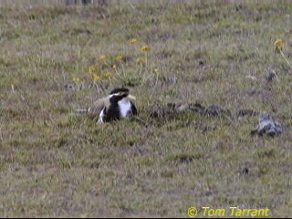 ムナオビトサカゲリ - ML201288891