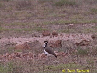 ムナオビトサカゲリ - ML201288901