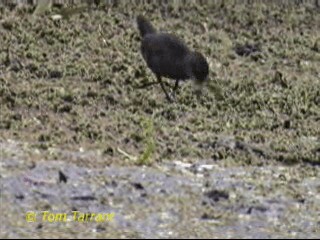 Spotless Crake - ML201288931