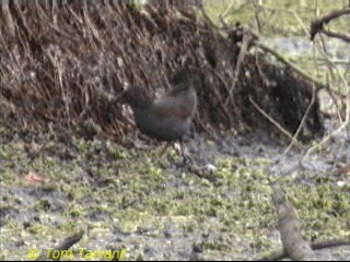 Spotless Crake - ML201288941