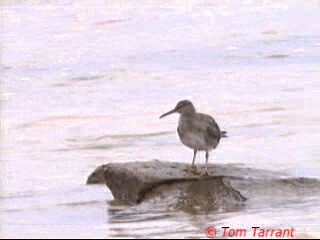 Wandering Tattler - ML201288951