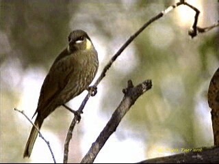 Lewin's Honeyeater - ML201288981