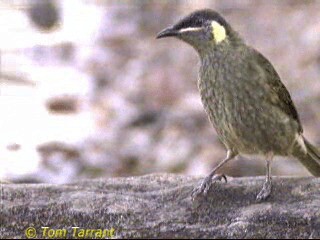 Lewin's Honeyeater - ML201288991