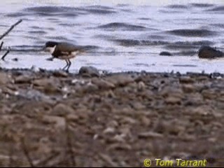 Red-kneed Dotterel - ML201289011