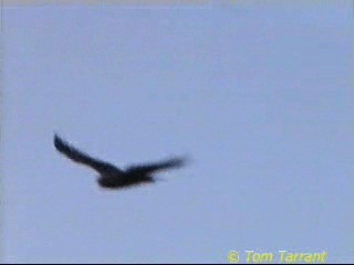 Swamp Harrier - ML201289021