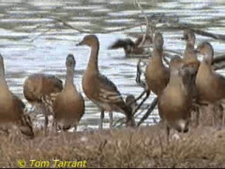 Plumed Whistling-Duck - ML201289111