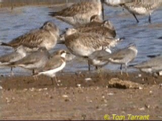 Зэвэн хиазат - ML201289131