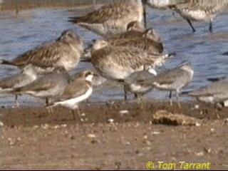 Pluvier de Leschenault - ML201289131