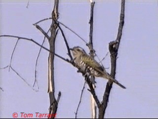 Horsfield's Bronze-Cuckoo - ML201289141