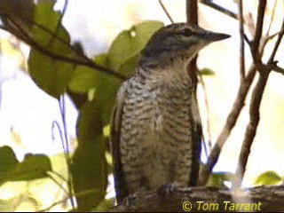 Common Cicadabird (Slender-billed) - ML201289151