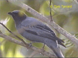 Sahul Cicadabird - ML201289161