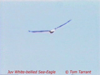 White-bellied Sea-Eagle - ML201289171