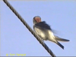 Golondrina Ariel - ML201289201