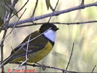 Golden Whistler (Eastern) - ML201289211