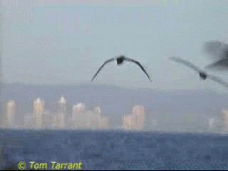 Wedge-tailed Shearwater - ML201289241