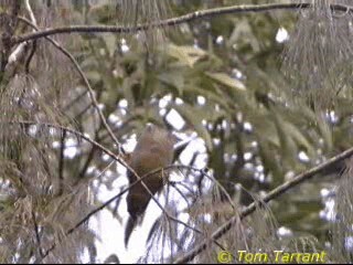 スズミツスイ - ML201289281
