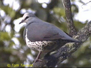 Wonga Pigeon - ML201289291