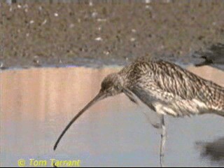 Far Eastern Curlew - ML201289301