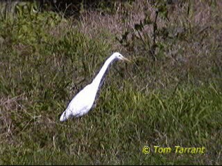 Plumed Egret - ML201289311