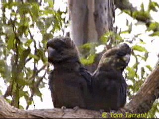 Glossy Black-Cockatoo - ML201289361