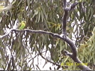 Budgerigar - ML201289381