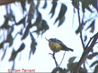 White-throated Gerygone - ML201289391