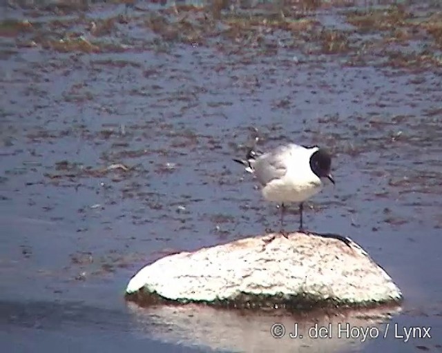 Andean Gull - ML201289401