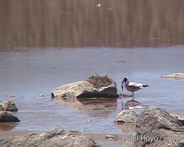 Andean Gull - ML201289411