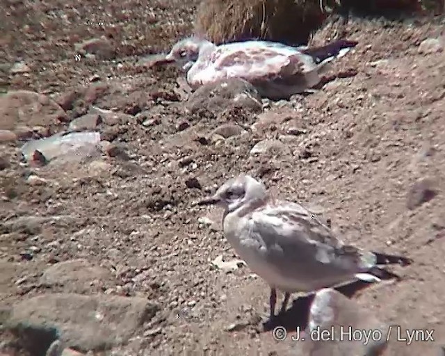 Andean Gull - ML201289421