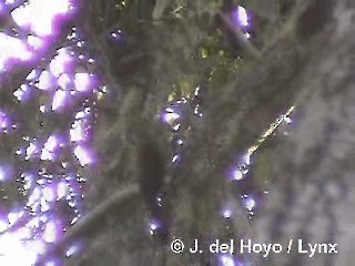 Red-billed Scythebill - ML201290011