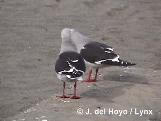 Dolphin Gull - ML201290041