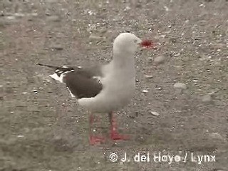 Blutschnabelmöwe - ML201290051