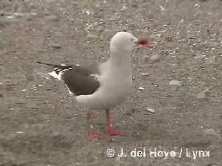 Gaviota Patagona - ML201290051