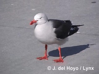 Dolphin Gull - ML201290061