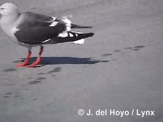 Dolphin Gull - ML201290071