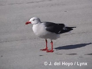 Dolphin Gull - ML201290081