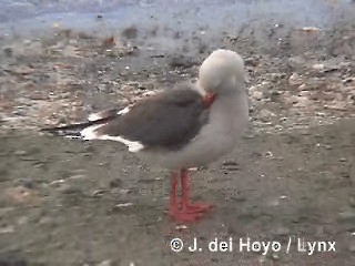 Gaviota Patagona - ML201290101