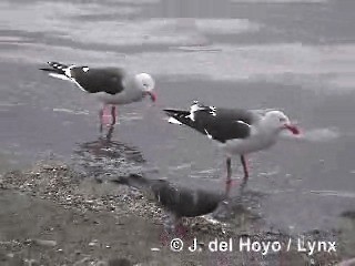 Gaviota Patagona - ML201290121