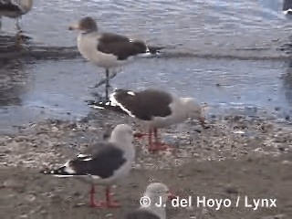 Dolphin Gull - ML201290131