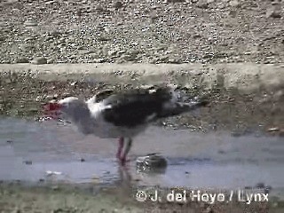 Blutschnabelmöwe - ML201290141