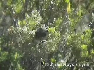 Yellow-rumped Siskin - ML201290211