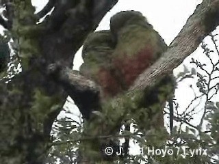 Папуга-червонохвіст короткодзьобий - ML201290331
