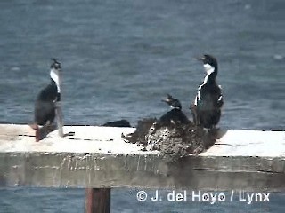 Imperial Cormorant - ML201290401