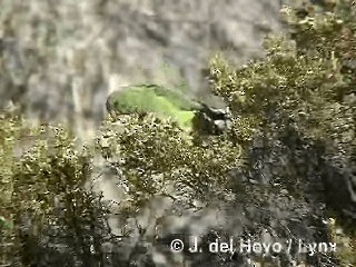 Mountain Parakeet - ML201290531