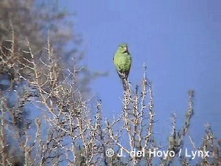 Mountain Parakeet - ML201290541