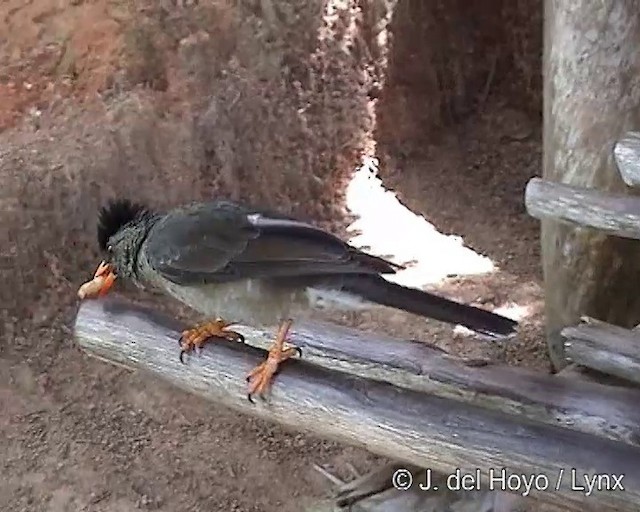 Seychelles Bulbul - ML201290681