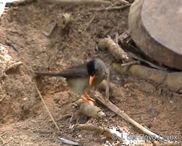 Seychelles Bulbul - ML201290691