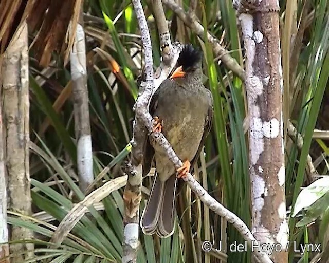 Seychellen-Rotschnabelbülbül - ML201290701