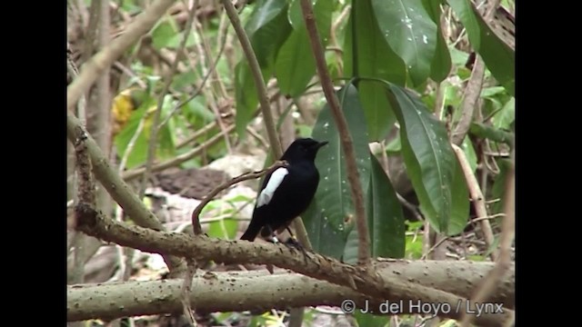 Seychelles Magpie-Robin - ML201290711